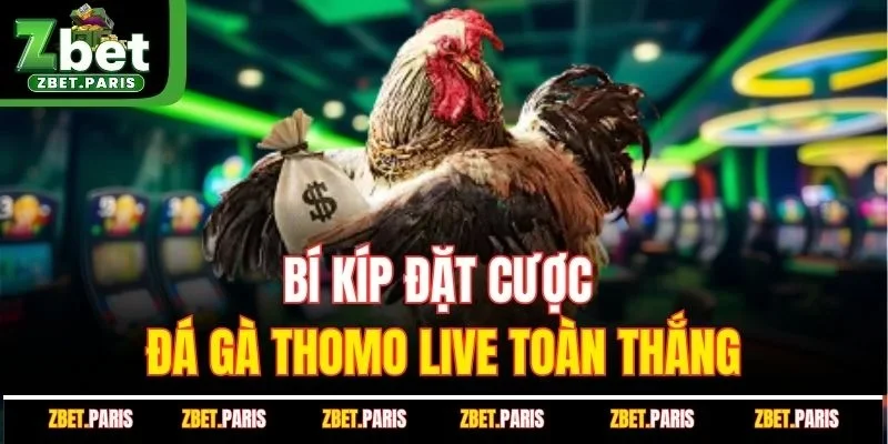 Bí kíp đặt cược đá gà Thomo live toàn thắng 