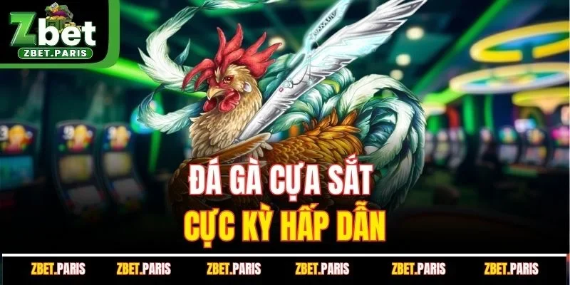 Đá gà cựa sắt cực kỳ hấp dẫn