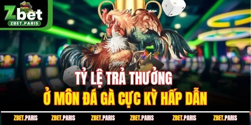 Tỷ lệ trả thưởng ở môn đá gà cực kỳ hấp dẫn