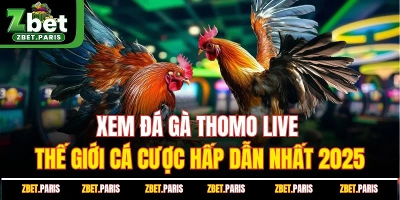 Xem Đá Gà Thomo Live - Thế Giới Cá Cược Hấp Dẫn Nhất 2025